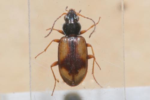 Bembidion femoratum